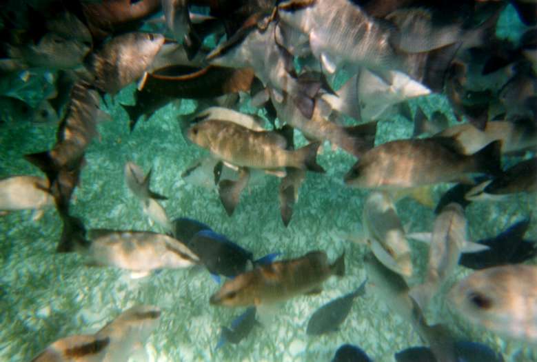Fish
